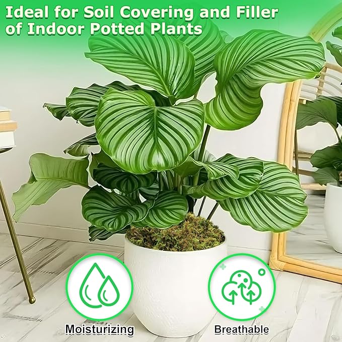 Legigo 2.6 LBS Green Moss for Crafts, Real Forest Moss for Plants Indoor, Table Decorative Centerpieces, Artificial Fairy Garden, Wedding Party Decor, Fake Potted Plants and DIY Craft Projects