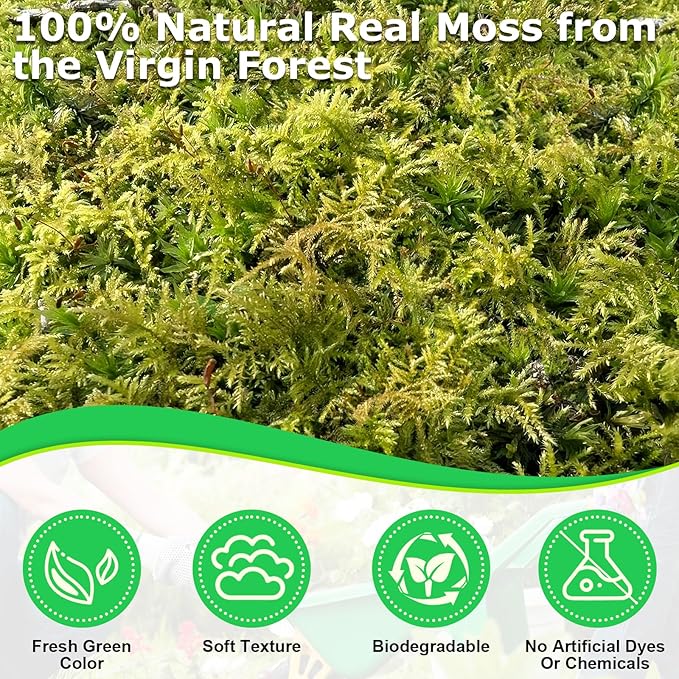 Legigo 2.6 LBS Green Moss for Crafts, Real Forest Moss for Plants Indoor, Table Decorative Centerpieces, Artificial Fairy Garden, Wedding Party Decor, Fake Potted Plants and DIY Craft Projects