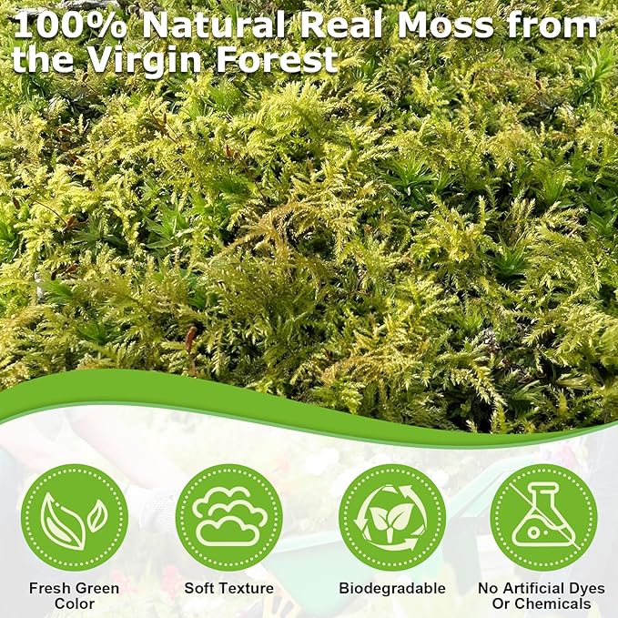 Legigo 7 OZ Green Moss for Crafts, Real Forest Moss for Plants Indoor, Table Decorative Centerpieces, Artificial Fairy Garden, Wedding Party Decor, Fake Potted Plants and DIY Craft Projects